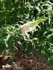 Buddleja davidii