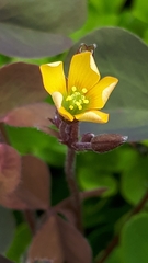 Oxalis corniculata