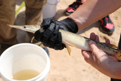 Lepisosteus platostomus