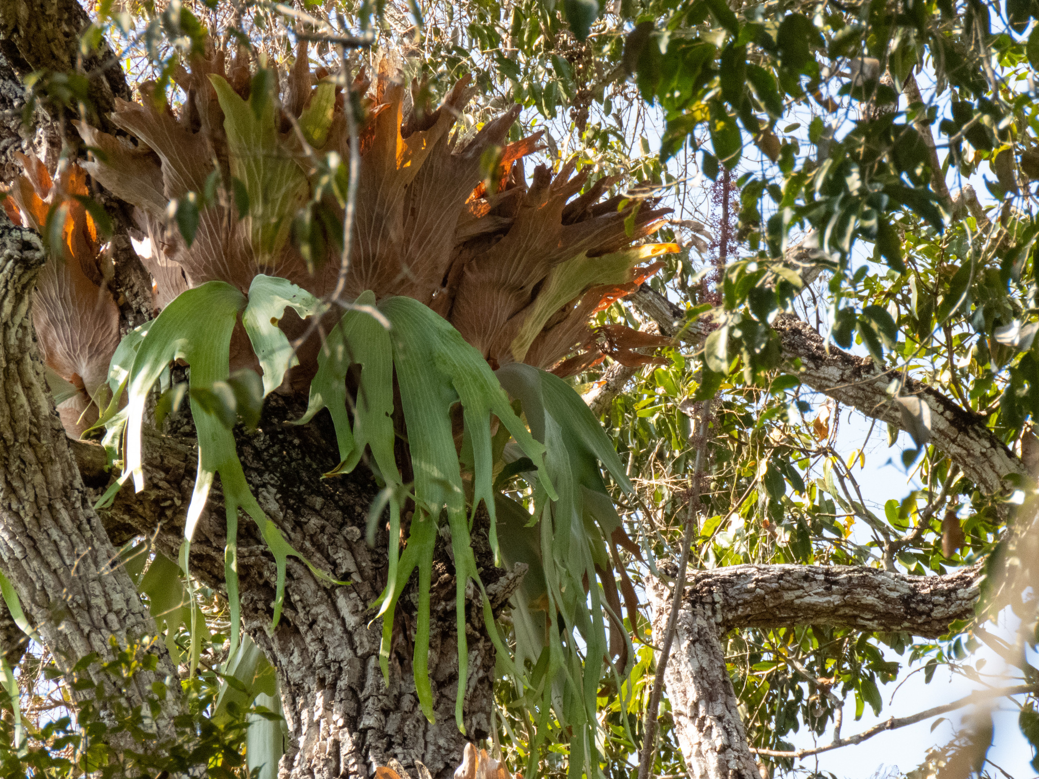 American Staghorn (Platycerium andinum)