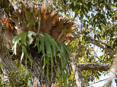 Platycerium andinum
