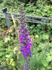 Linaria purpurea