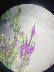 Linaria purpurea