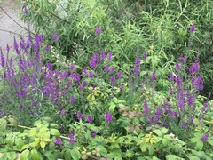 Linaria purpurea
