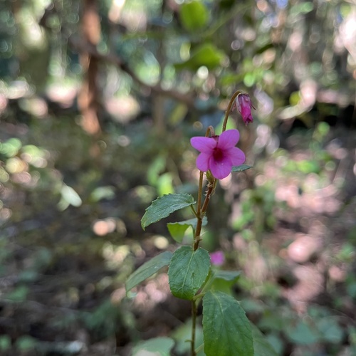 Viola rubella, photograph 6