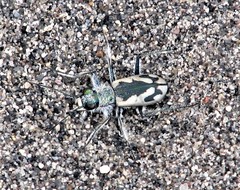 Cicindela waynei
