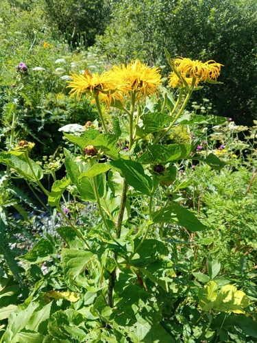 Inula magnifica, photograph 4