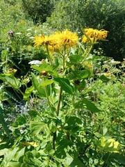 Inula magnifica, photograph (c) Maria Kohanovskaya, some rights reserved (CC BY)