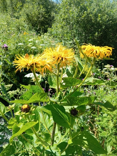 Inula magnifica, photograph 5