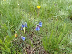 Mertensia oblongifolia
