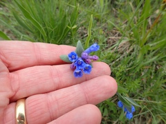 Mertensia oblongifolia