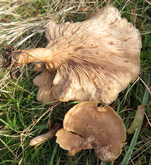 Rhodocybe piperita
