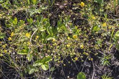 Potentilla flagellaris