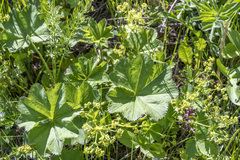 Alchemilla orbicans