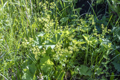 Alchemilla orbicans