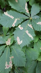 Cameraria ohridella