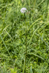 Valeriana transjenisensis