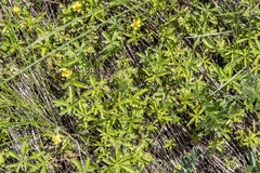 Potentilla flagellaris