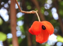 Sterculia lanceolata