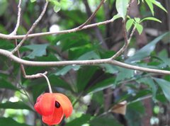 Sterculia lanceolata