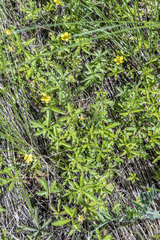Potentilla flagellaris