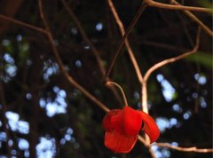 Sterculia lanceolata