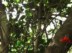 Sterculia lanceolata