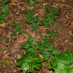 Circaea canadensis