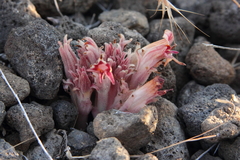 Aphyllon corymbosum
