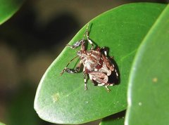 Eocanthecona concinna