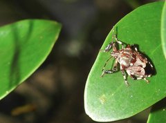 Eocanthecona concinna