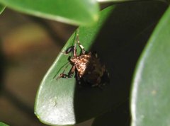 Eocanthecona concinna