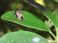 Eocanthecona concinna