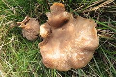 Rhodocybe piperita