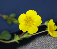 Potentilla stolonifera