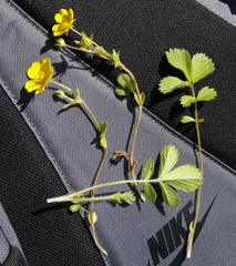 Potentilla stolonifera