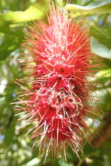 Combretum macrocalyx image