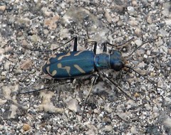 Cicindela tranquebarica borealis