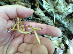 Corallorhiza maculata maculata