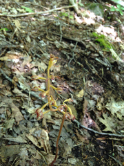Corallorhiza maculata maculata