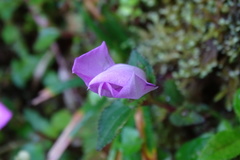 Sarcopyramis napalensis delicata