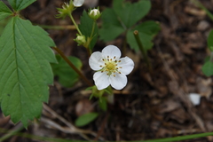 Fragaria vesca americana