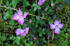 Sarcopyramis napalensis delicata