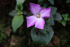 Sarcopyramis napalensis delicata