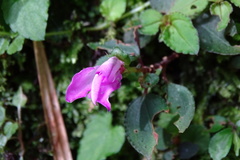 Sarcopyramis napalensis delicata