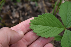 Fragaria vesca americana