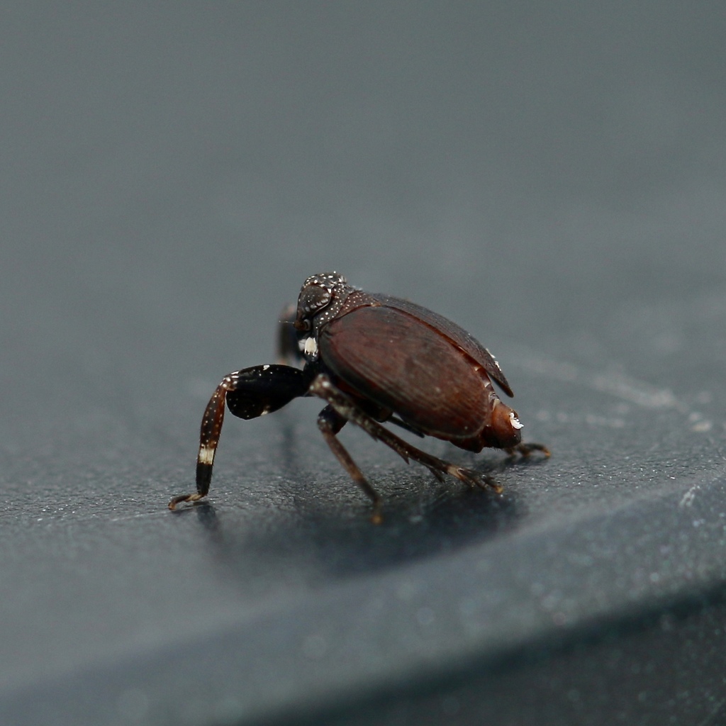 Phylloscelis rubra