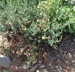 Mestoklema tuberosum