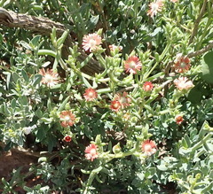 Mestoklema tuberosum