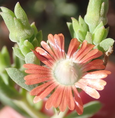 Mestoklema tuberosum